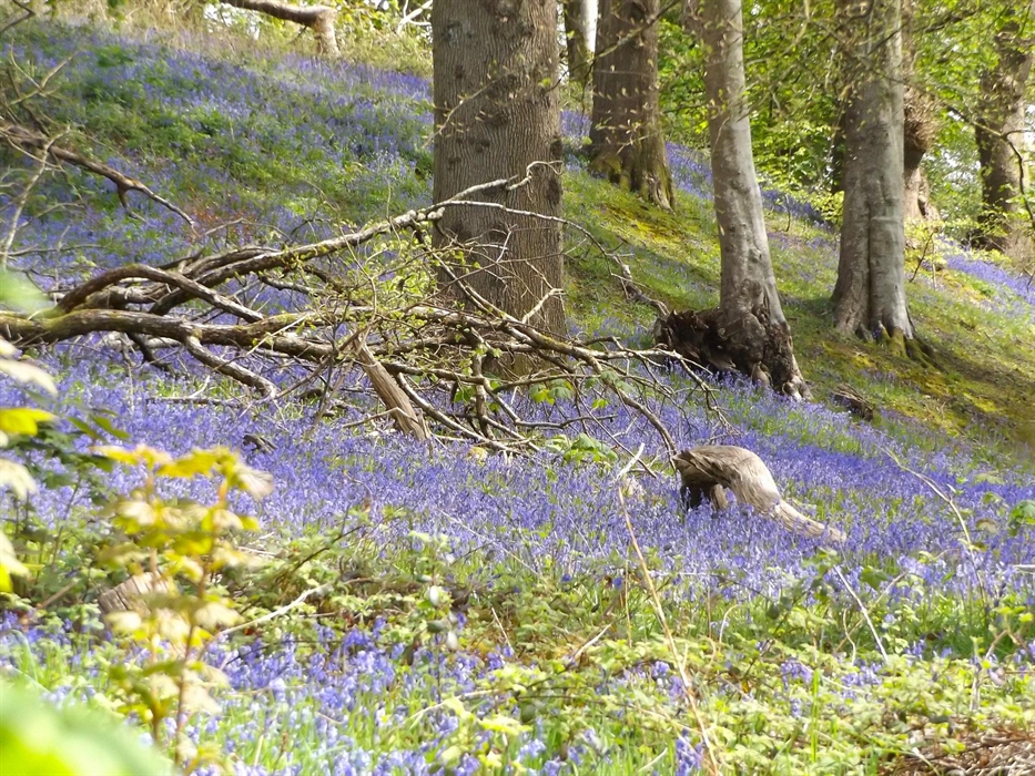 Bluebell Wood