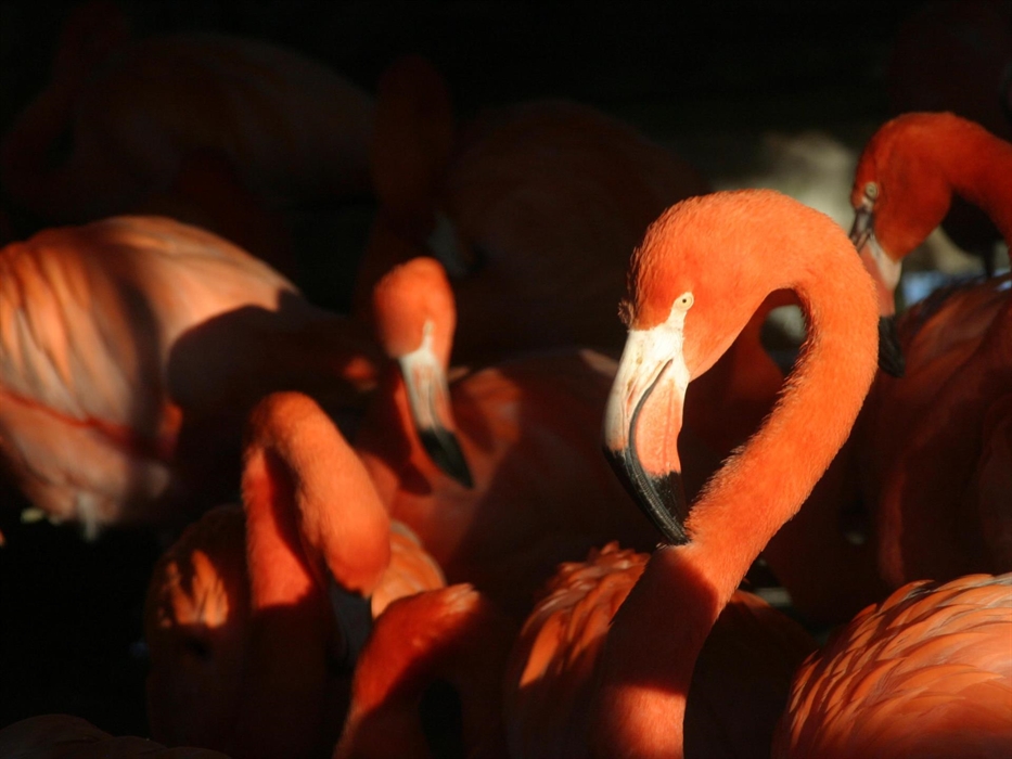 Llanelli's brightest birds