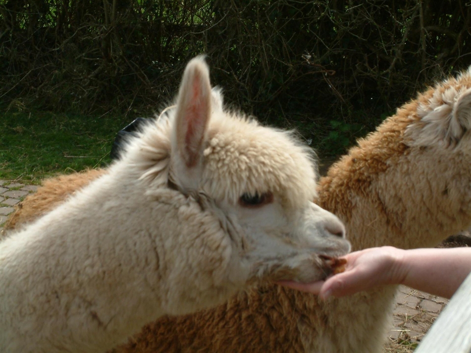 Amazing Alpacas