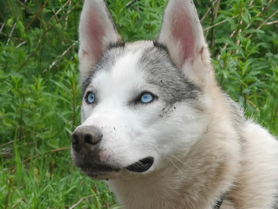 Siberian Husky