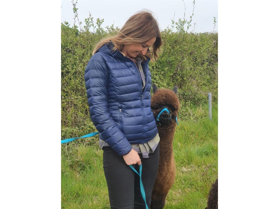 Alpaca Walking at Sweet Home Alpaca