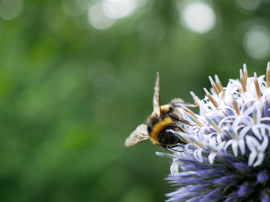 Treborth Botanic Garden