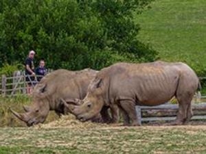 White Rhinos