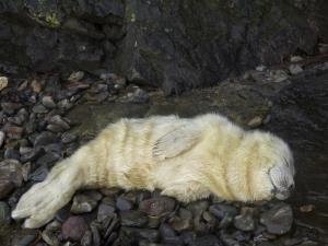 Sleepy Seal Pup