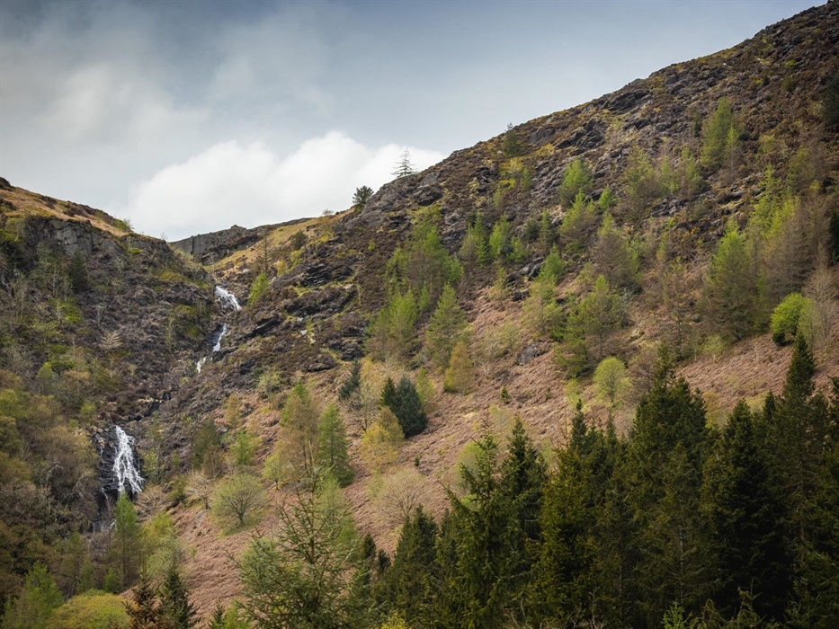 Cwm Rhaeadr Woodland