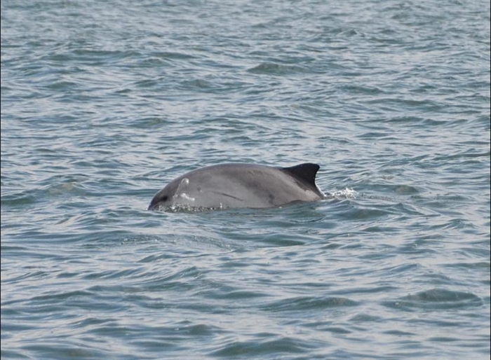 Harbour Porpoise