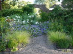 View to an archway with Romney californica and Geranium 'Rozanne'