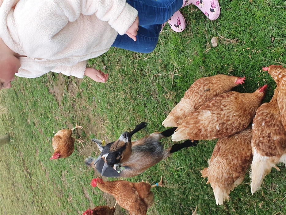 Alpaca Walking at Sweet Home Alpaca