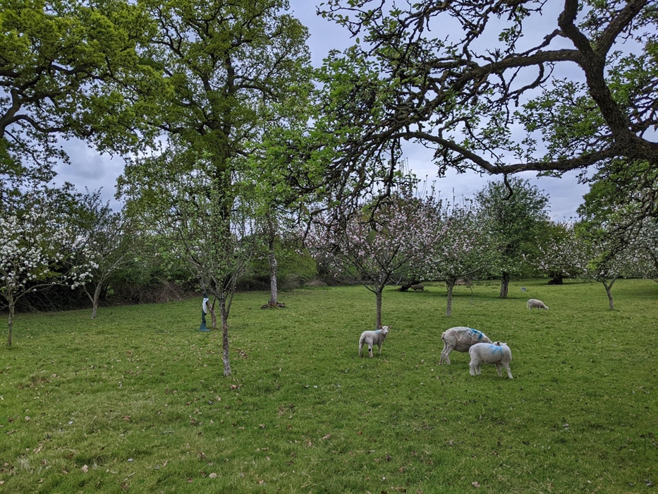 The Orchard