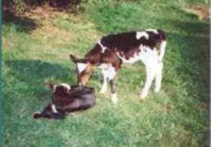 Caerfai Bay Cottages (Self-catering)