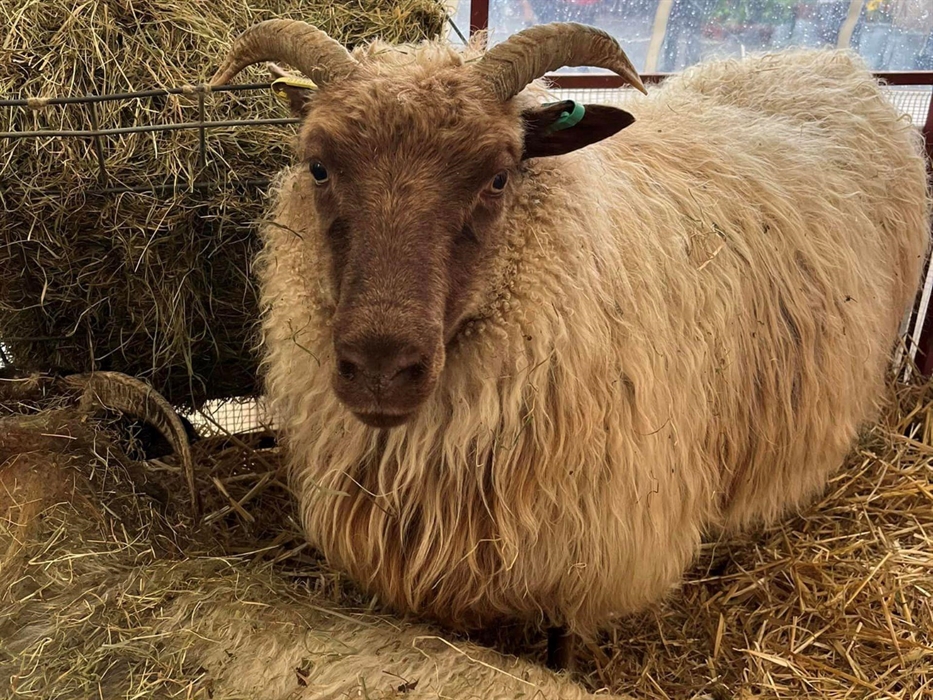 Credit: Llandovery Sheep Festival
