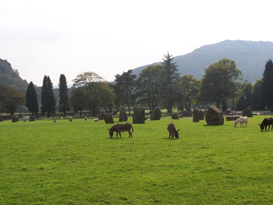 Farm animals on-site