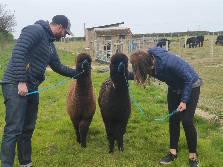 Alpaca Walking at Sweet Home Alpaca