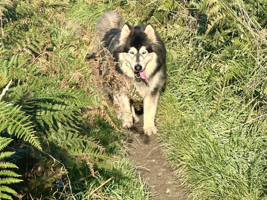 Join us fabulous walks!🏴󠁧󠁢󠁷󠁬󠁳󠁿