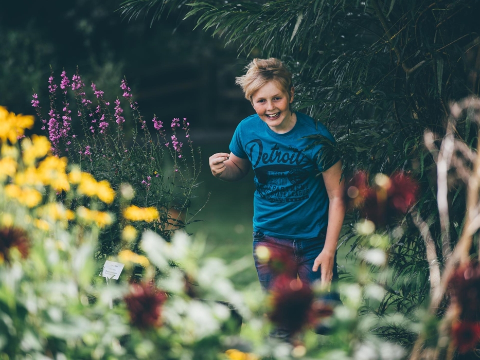 Plant extract were used to dye the wool. Some of those plants are grown in our Dye Garden. The image shows a boy running through the garden, flanked b