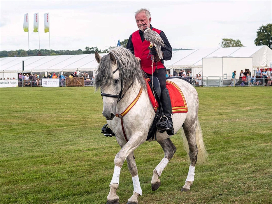 Falconry at Usk Show