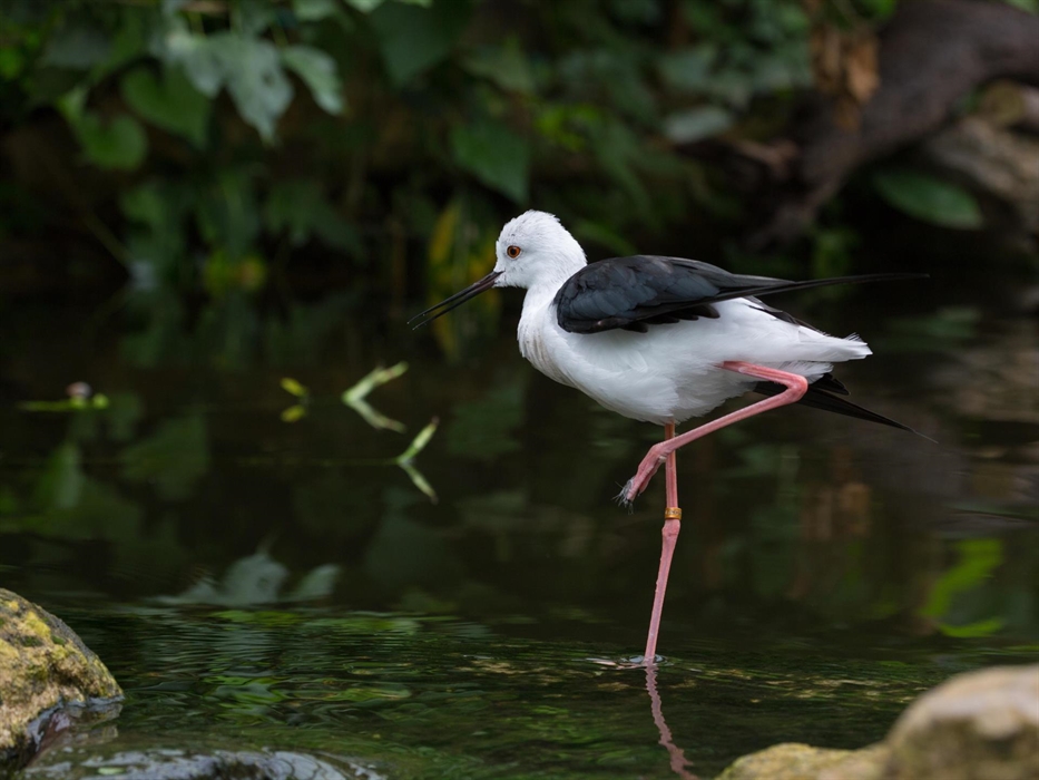 A Black-winged Stilt stands on one leg in shallow water. The legs are bright pink. These birds have visited Llanelli recently, thanks to ongoing habit