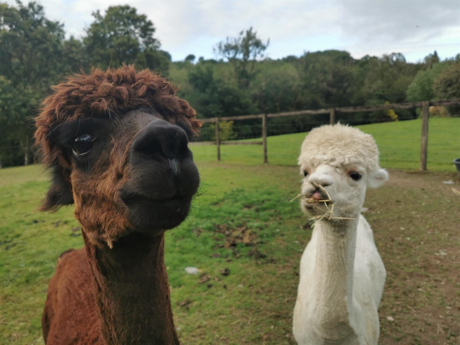 Meet the alpacas