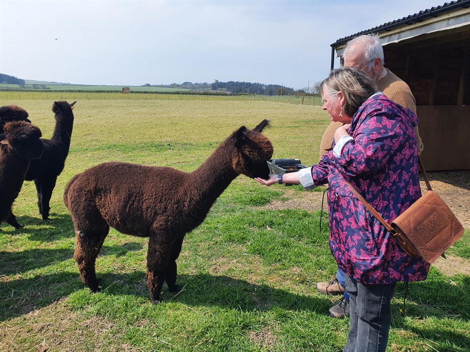 Alpaca Walking at Sweet Home Alpaca