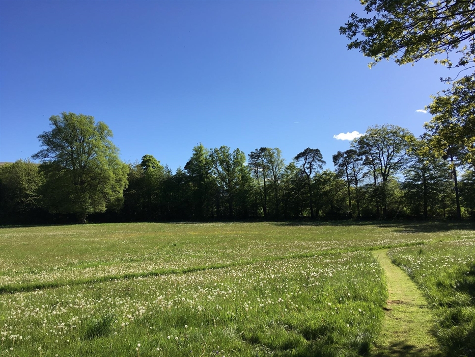 12 Acre Meadow - Dogs will love it.