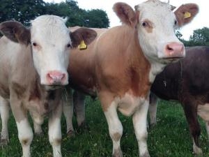 Our Organic Simmental beef herd