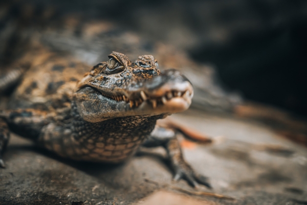 A close-up of a Caiman Cros looking towards the camera with its teeth on display, at Plantasia Tropical Zoo
