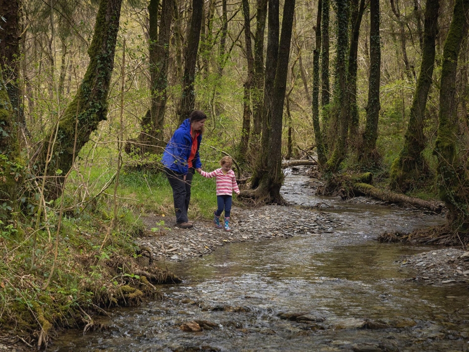 Cwm Rhaeadr Woodland