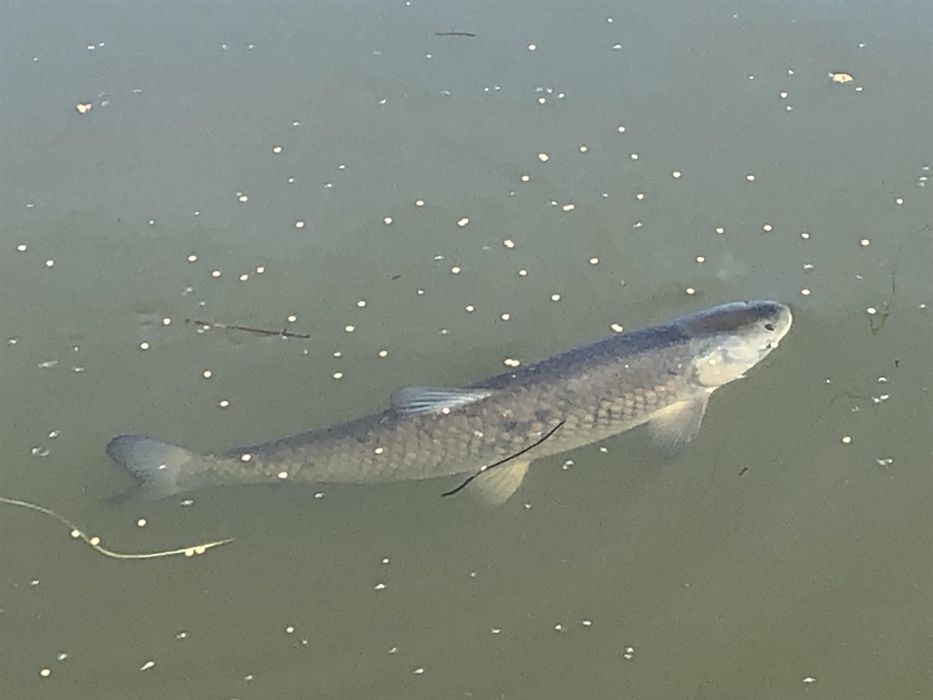 there are lots of fish in the pond. Got children? they'll love feeding them. We have roach, rudd, tench, carp and grass carp.