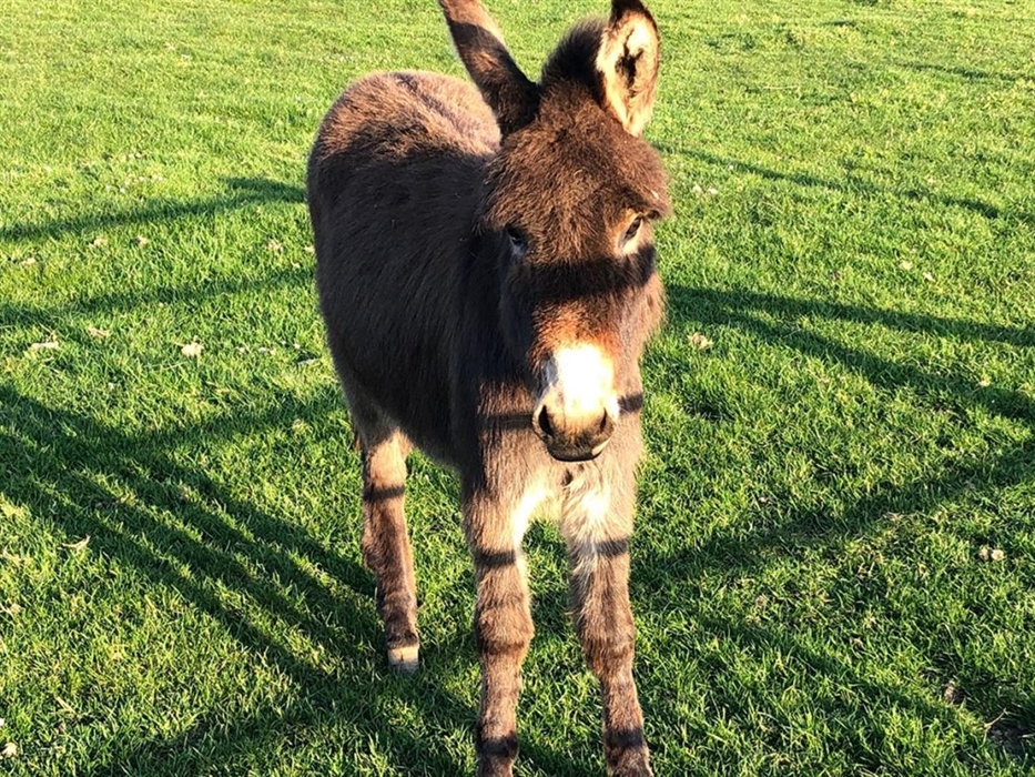 Friendly farm animals