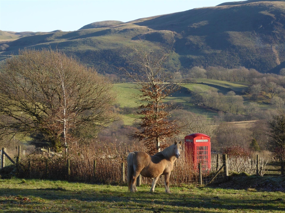 On a dog walk from Y Granary, a view of the Cambrian Mountains and a horse and red telephone box.
