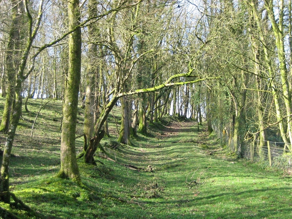 One many surrounding trails