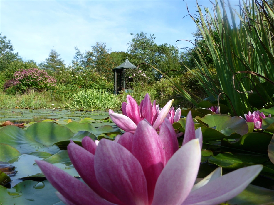 Pink water lilies on the lake. Gazebo in the background