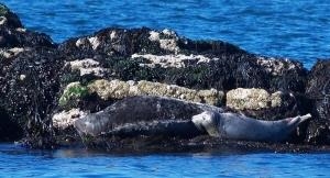Starida - Puffin Island Cruises