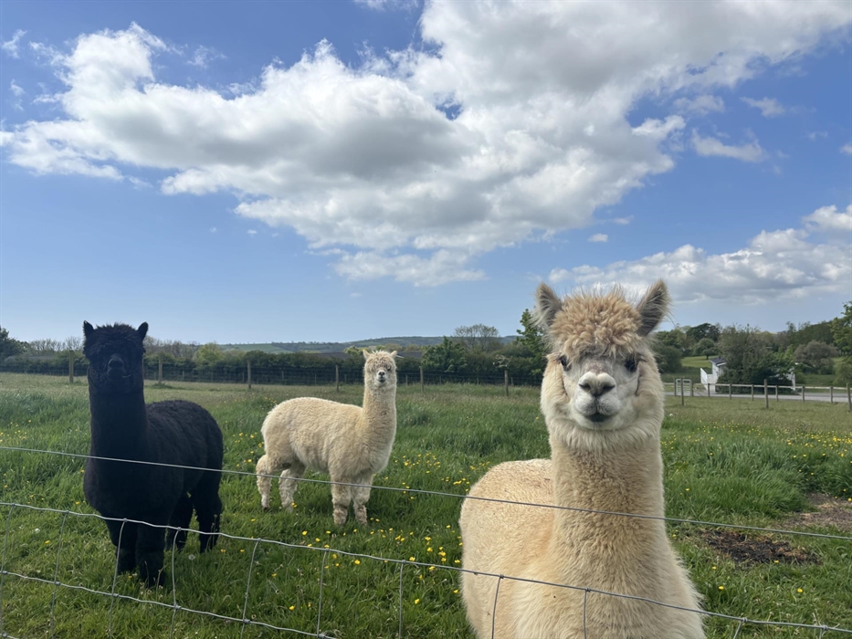 Our three friendly alpacas!