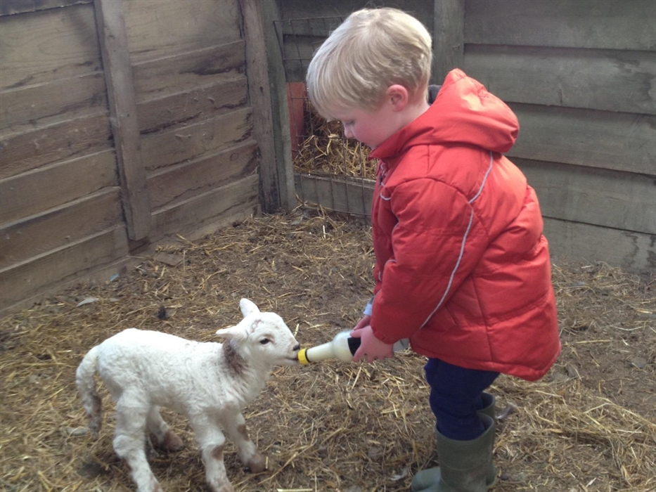 Hands on with the friendly animals at Nannerth Country Holidays. Lambing live is very popular with our young guests.