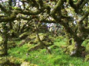 Ty Canol Nature Reserve