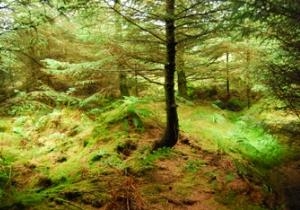 Coed Phoenix Nature Reserve