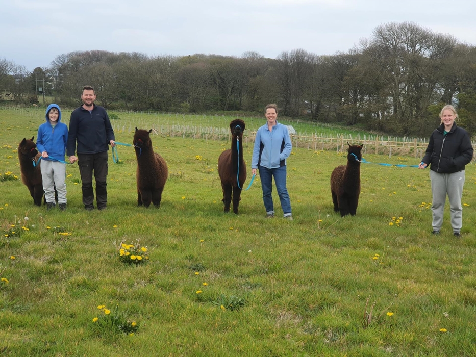 Alpaca Walking at Sweet Home Alpaca