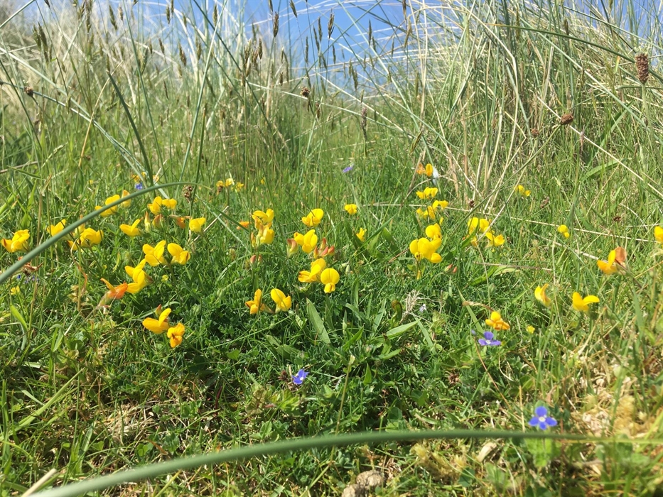 Wildflowers in the sand dunes