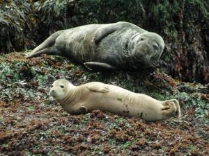Seals at Worms Head