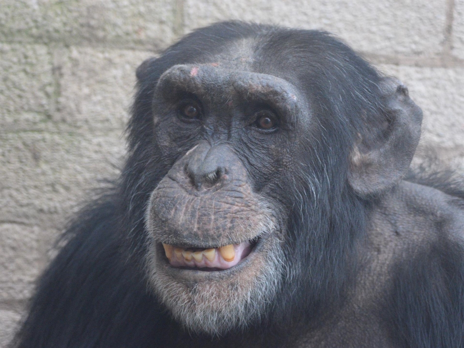Chimpanzee