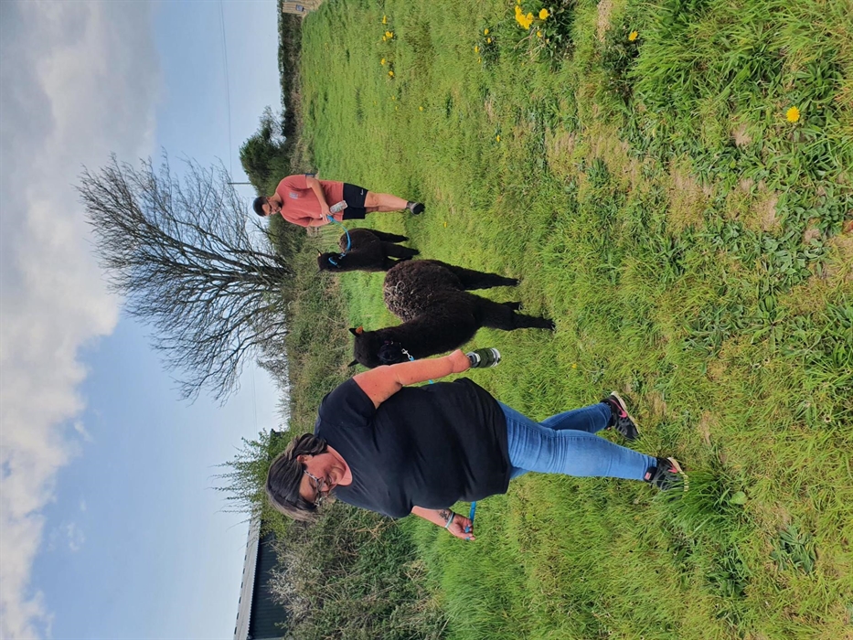 Alpaca Walking at Sweet Home Alpaca