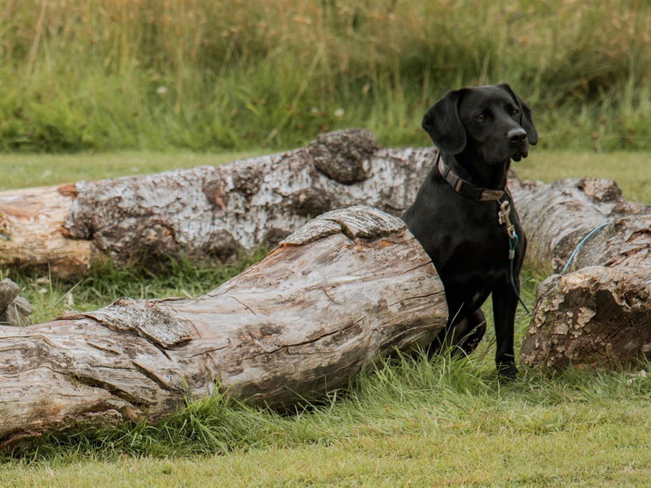 Belan Bluebell Woods