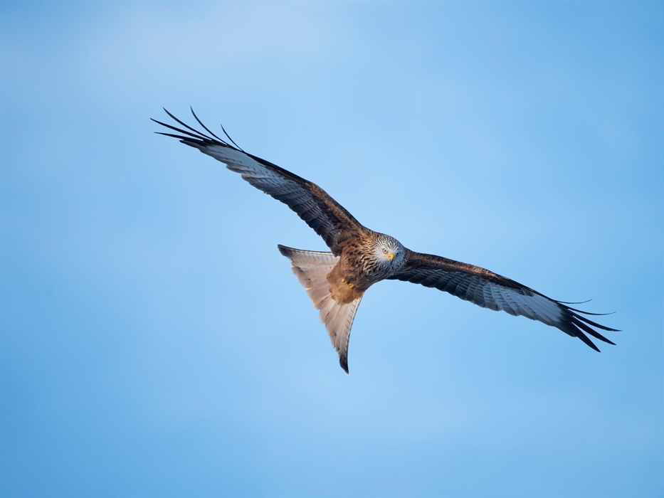 Red Kite - Image Credit: Ben Andrew