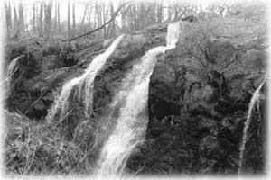 Coed Ganllwyd Nature Reserve
