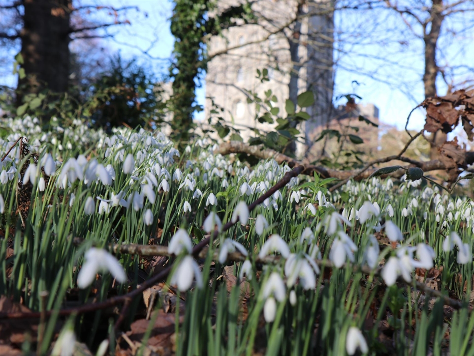 A carpet of snowdrops in the foreground with Penrhyn Castle in the background.