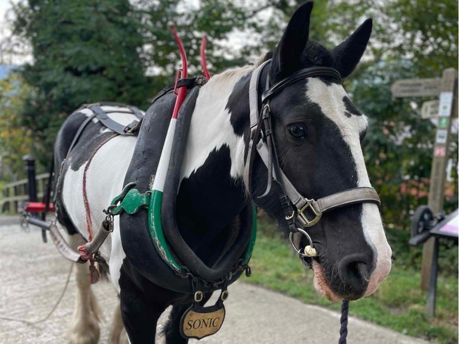 A view of Llangollen Wharf's Majestic Horse Sonic as he gently pulls one of our boats a long the Llangollen Canal.