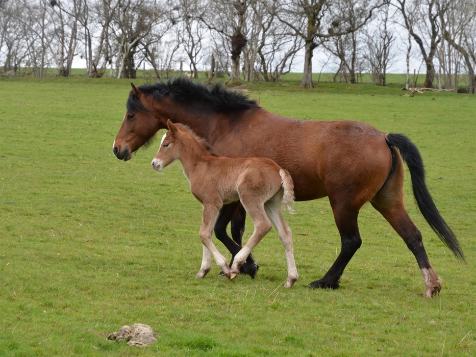 Holiday with your own horse, stabling, arena and grass turnout