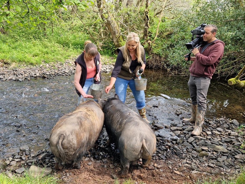 Good Day Out Piggy Walking in the Brecon Beacons
Swim with pigs in the Bahamas? Pah!!! Paddle with Pigs in the Beacons with our charming Piggy Walk a