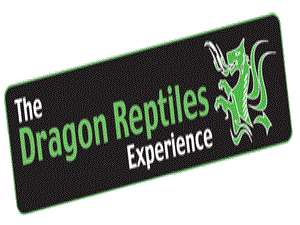 Dragon Reptile Experience